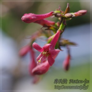 ウグイスカグラ（赤）の花