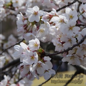 新宿御苑の桜 Cherry blossoms inShinjuku Gyoen