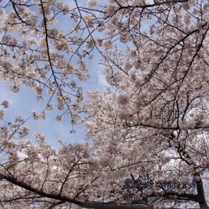 新宿御苑の桜 Cherry blossomes in Shinjuku Gyoen