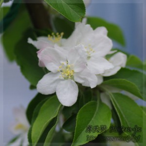 リンゴの花（品種：アルプス乙女） Flower of apple (Alps OTOME)