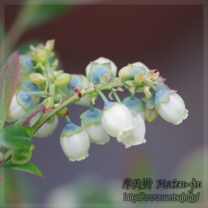 ブルーベリーの花（品種：ニューハノーバー）　Flowers of Blue berry (New Hanover)