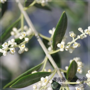 Flowers of Olive