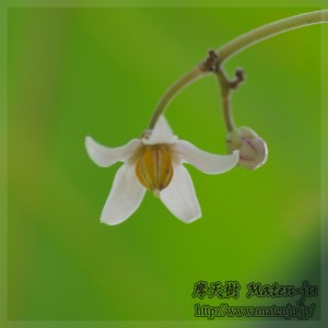 タマリロの花　Flower of Tamarillo