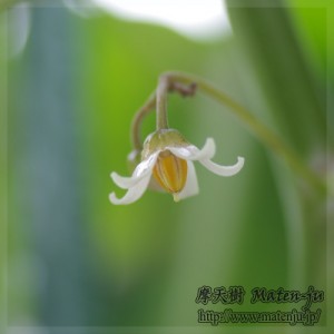 タマリロの花 Flower of Tamarillo