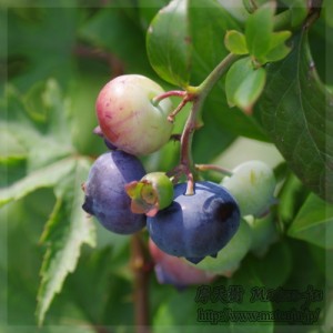ブルーベリー　Blue berry