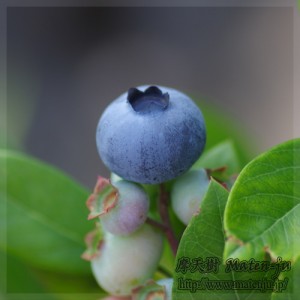 ブルーベリー Blue berry