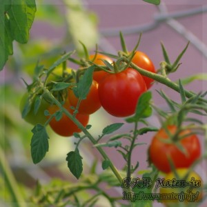 ミニトマト1 mini-tomatos