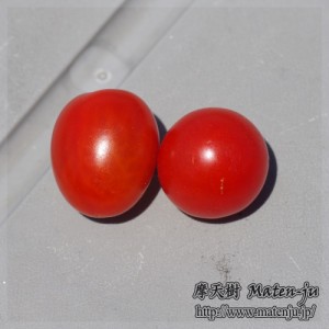 ミニトマト2 mini-tomatoes