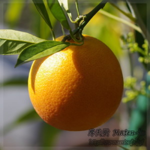 Blad Orange01
