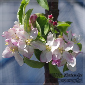 リンゴ（ワルツ）の花