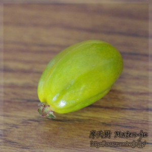 Pitangatuba（Eugenia neonitida）