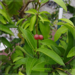Orange berry (Glycosmis trifoliata)